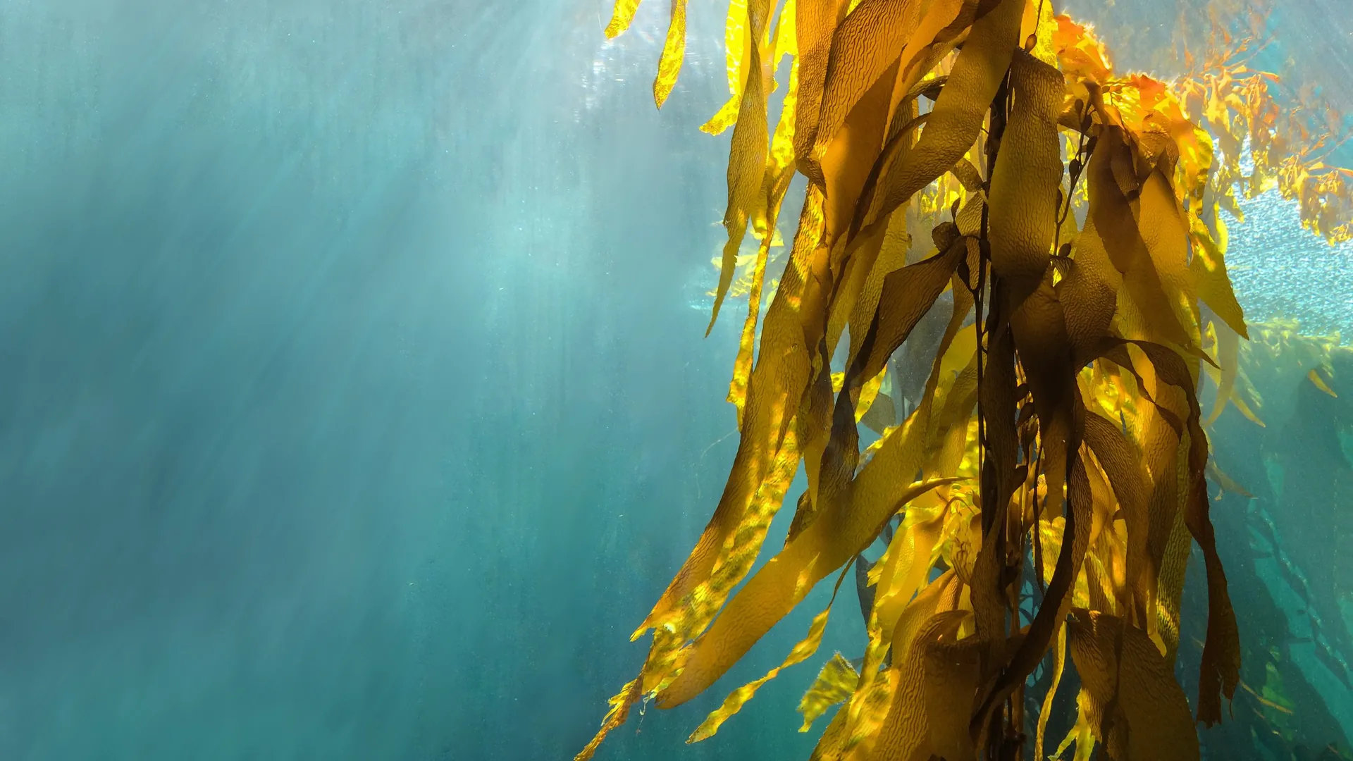 Golden kelp fronds swaying in sunlit blue water