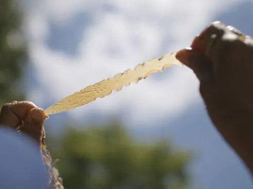 Kelp Movement: two short films, and a feature in development.