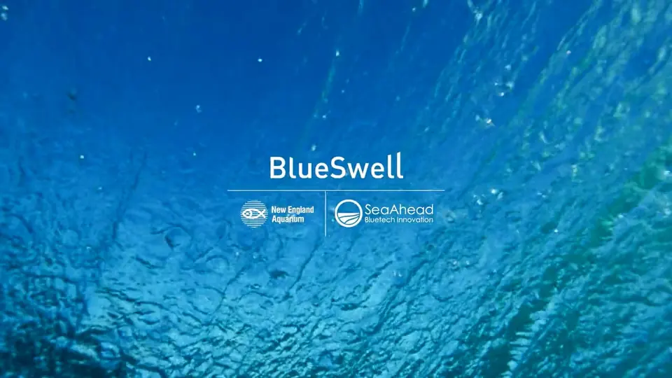 Still from BlueSwell — Fundraising Film for SeaAhead