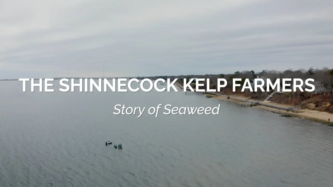 Still from The Shinnecock Kelp Farmers — Story of Seaweed for Kelp Movement