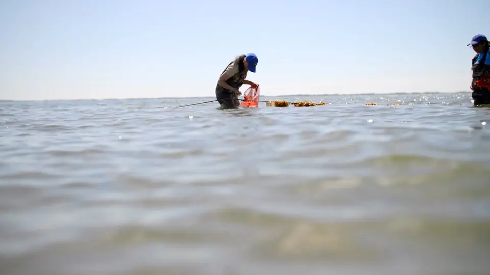 Still from The Shinnecock Kelp Farmers — Story of Seaweed for Kelp Movement